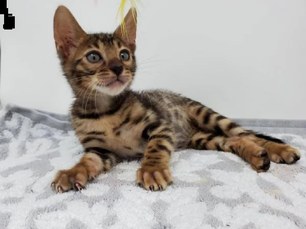 disponibile bengala brown spotted tabby