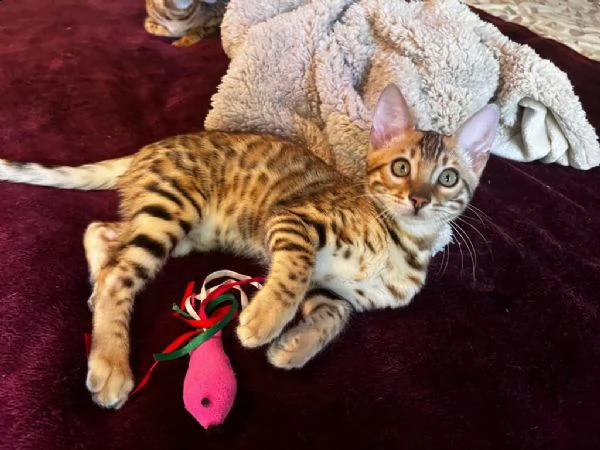 cucciole di bengala | Foto 0