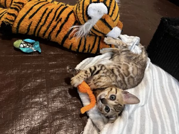 cuccioli bengala | Foto 0