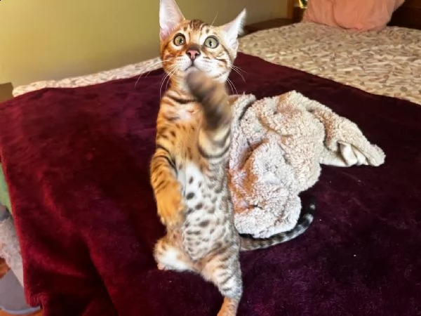 cuccioli gatto del bengala