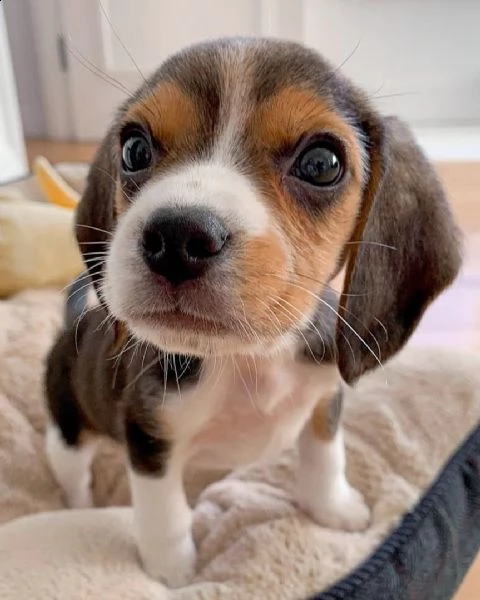 cuccioli di beagle | Foto 0