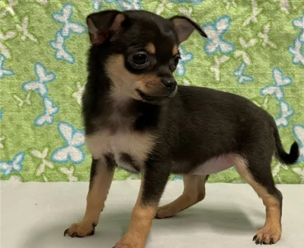 cuccioli di chihuahua