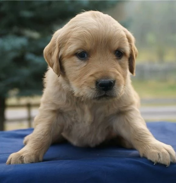 cuccioli di golden retriever con documenti | Foto 1