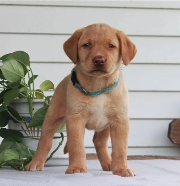 cuccioli di golden retriever con documenti