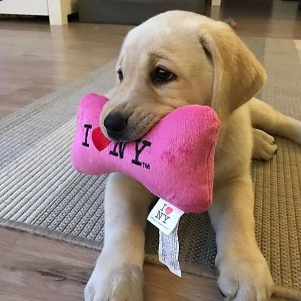 cuccioli di labrador | Foto 0