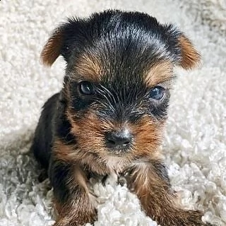 splendidi piccoli cuccioli di yorkie per l'adozione.  | Foto 0