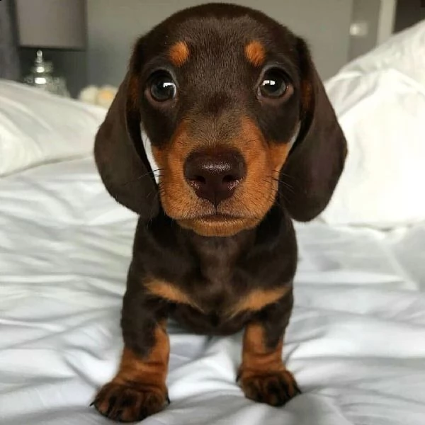 cuccioli di bassotto. | Foto 0