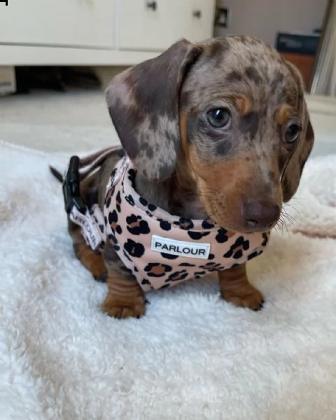 cuccioli di bassotto.