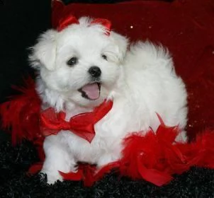 disponibili fantastici cuccioli di maltese t-cup. | Foto 1