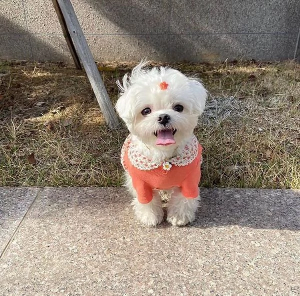 disponibili fantastici cuccioli di maltese t-cup. | Foto 0