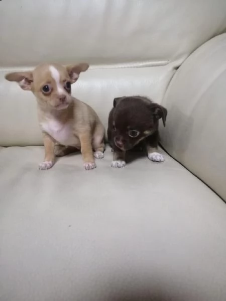 adotta un cucciolo di chihuahua whatsapp (0039 353 317 4023) | Foto 0