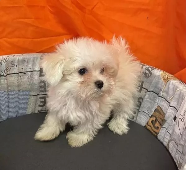 adotta un cucciolo di maltese whatsapp (0039 353 317 4023) | Foto 0