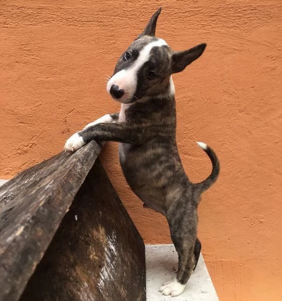  regarlo bull terrier cuccioli bellissima cucciolata cerca nuova famiglia, 4 maschi e 3 femmina, 60 