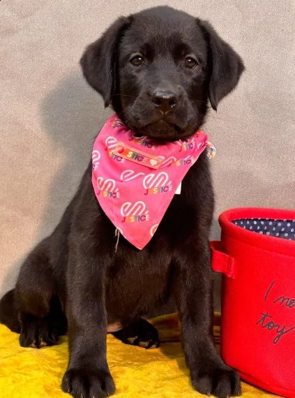 regarlo labrador retriever cuccioli bellissima cucciolata cerca nuova famiglia, 4 maschi e 3 femmina