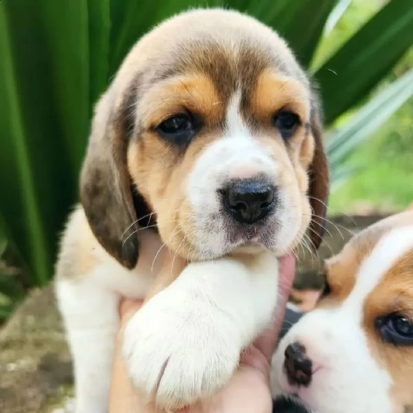 cuccioli di beagle | Foto 1