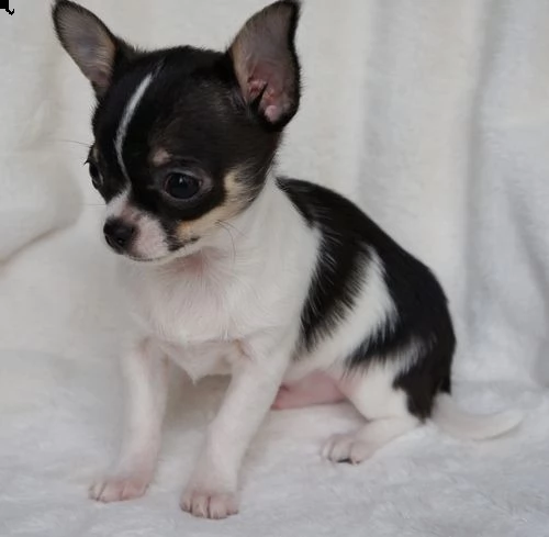 cuccioli di chihuahua | Foto 0