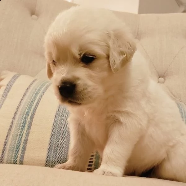 cuccioli di golden retriever con documenti | Foto 1