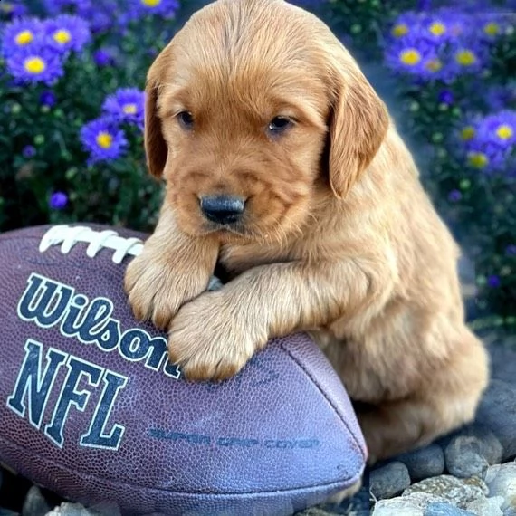 cuccioli di golden retriever con documenti
