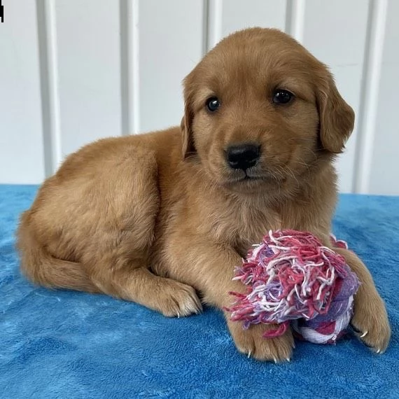 cuccioli di golden retriever con documenti | Foto 0
