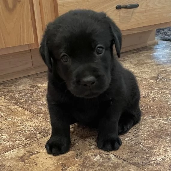 cuccioli di labrador | Foto 0