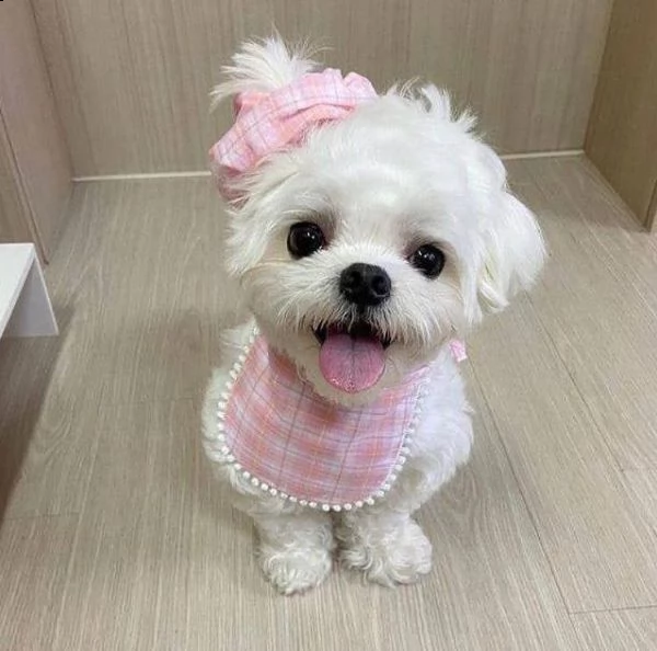 disponibili fantastici cuccioli di maltese t-cup. | Foto 1