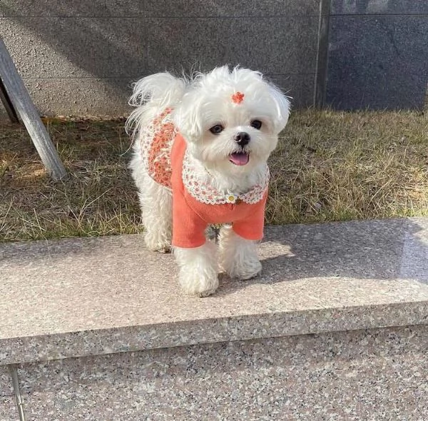 disponibili fantastici cuccioli di maltese t-cup. | Foto 0