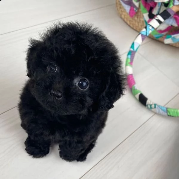 cuccioli di barboncino di razza | Foto 2