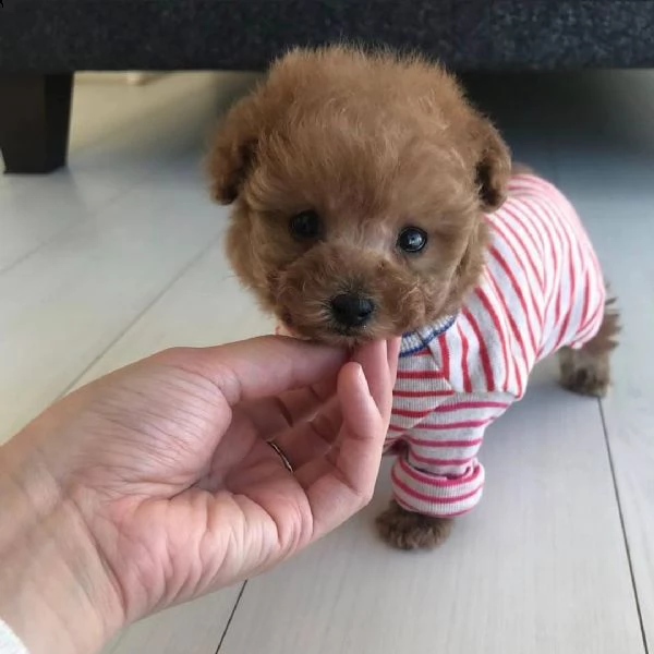 cuccioli di barboncino di razza