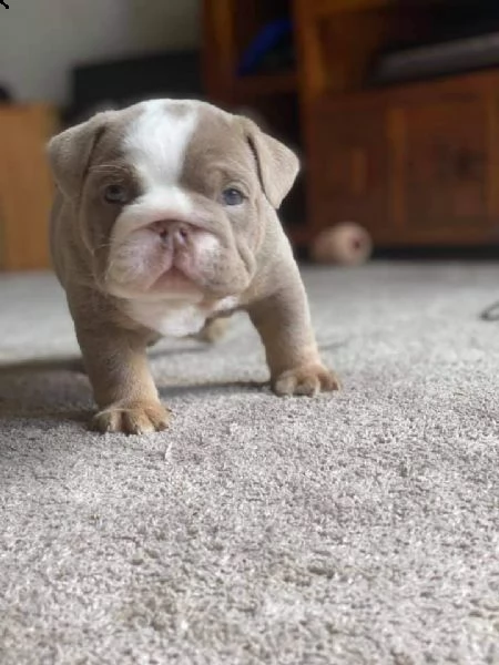 bulldog inglesi per il rehoming | Foto 0