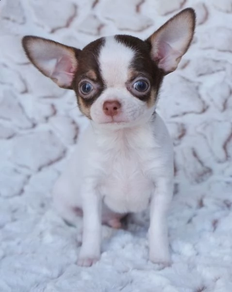 cuccioli di chihuahua