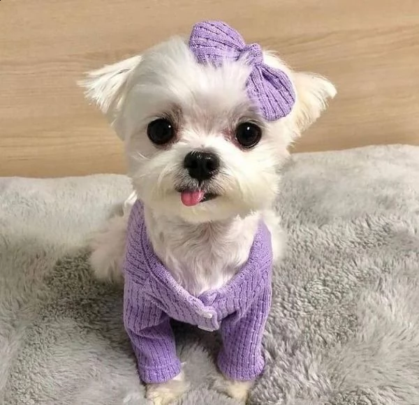 disponibili fantastici cuccioli di maltese t-cup.