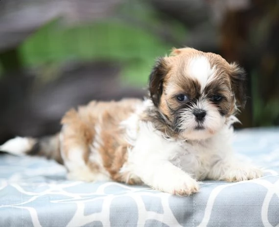 cuccioli di shih tzu per il richiamo