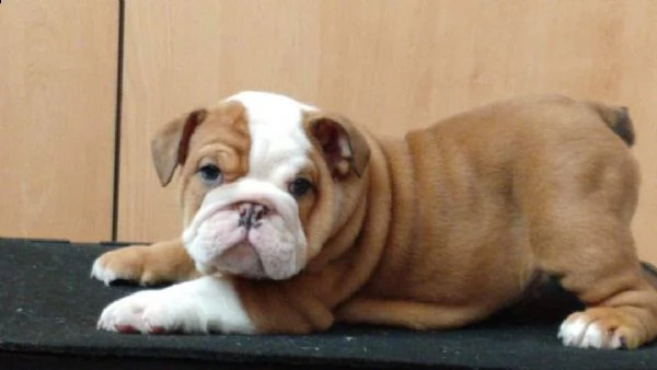 cuccioli di bulldog francesi super adorabili.