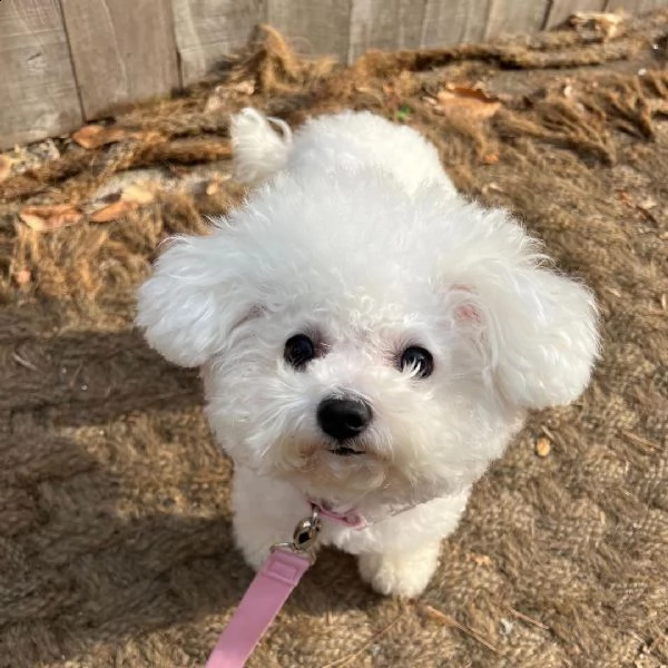 bichon frise cuccioli.