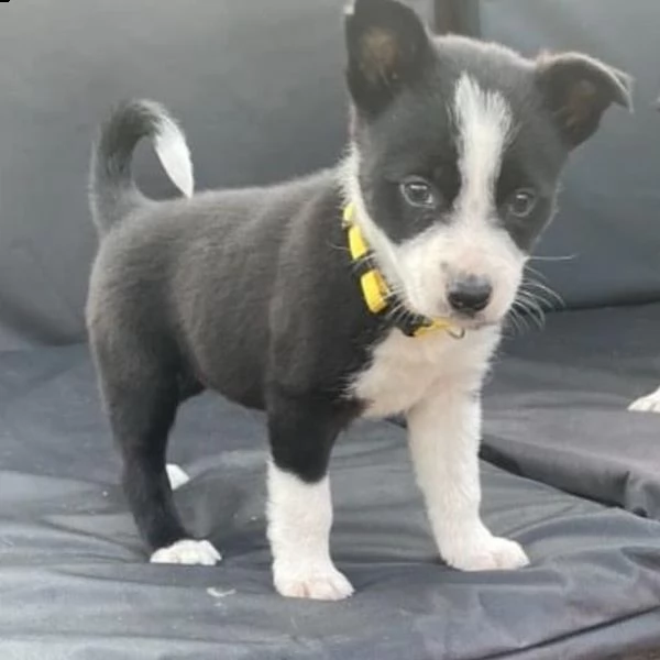 eccellenti cuccioli di collie ora disponibili.