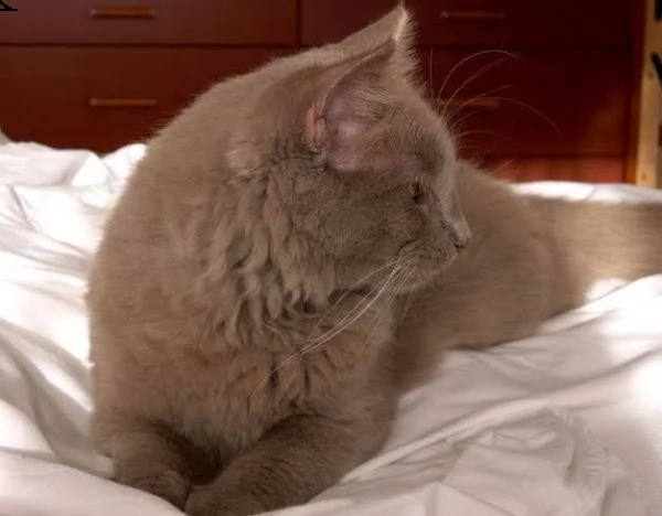 gattini molto giocherelloni disponibili,  | Foto 0