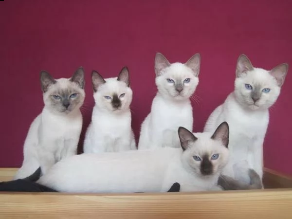 adorabili gattini tailandesi in adozione | Foto 0