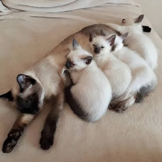 adorabili gattini tailandesi in adozione