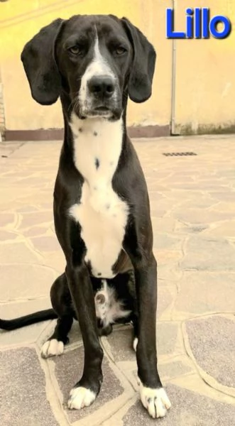 LILLO, cucciolo simil bracco | Foto 2