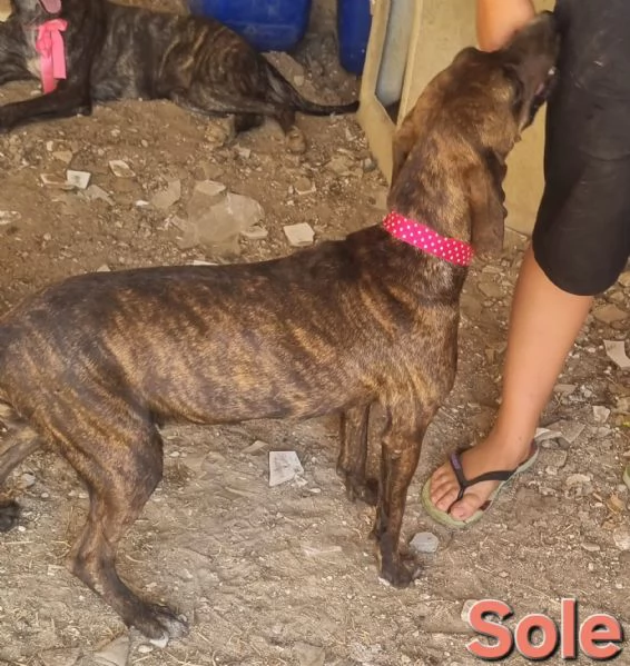 SOLE - bellissima segugia maremmana  | Foto 5