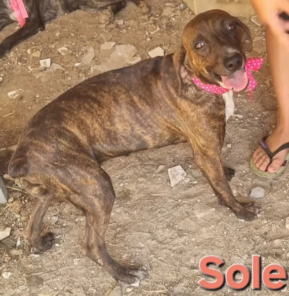 SOLE - bellissima segugia maremmana  | Foto 4