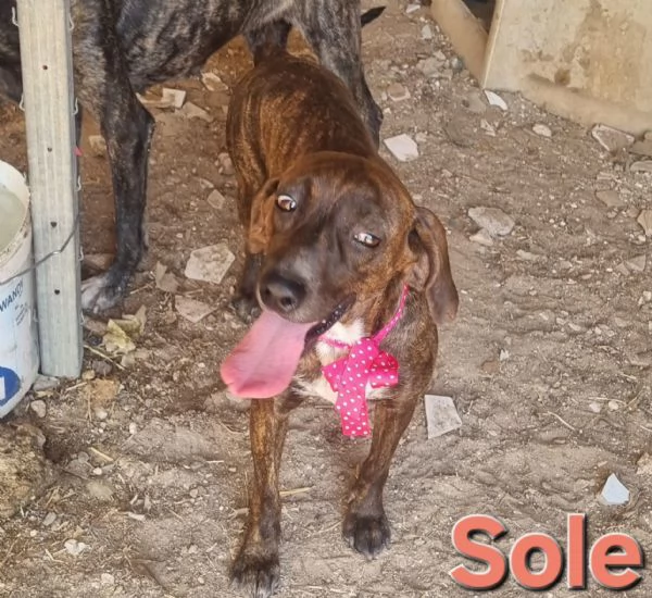 SOLE - bellissima segugia maremmana  | Foto 3