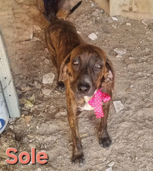 SOLE - bellissima segugia maremmana  | Foto 2