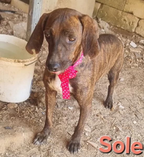 SOLE - bellissima segugia maremmana  | Foto 1