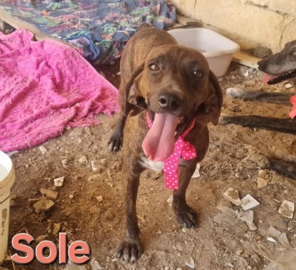 SOLE - bellissima segugia maremmana  | Foto 0