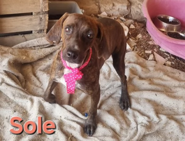 SOLE - bellissima segugia maremmana 