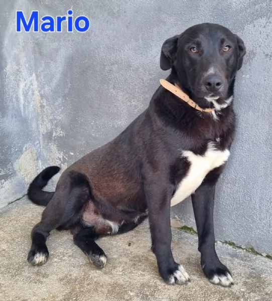 Mario - simil labrador, dolce e coccolone! | Foto 6