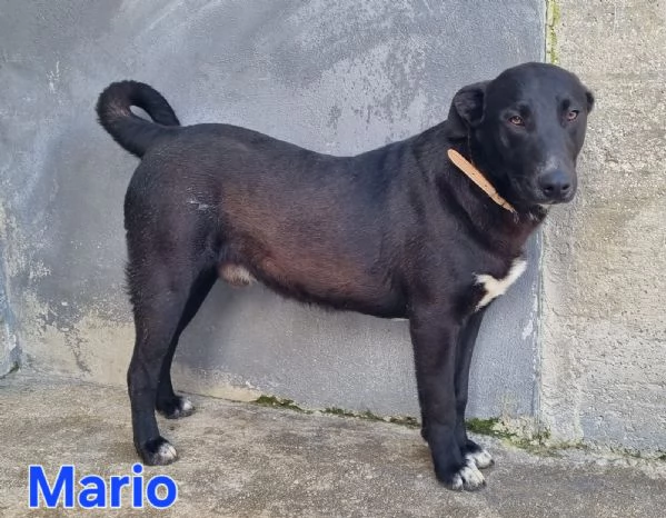 Mario - simil labrador, dolce e coccolone! | Foto 5