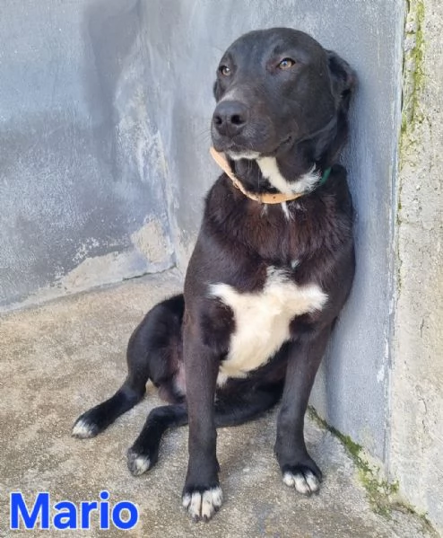 Mario - simil labrador, dolce e coccolone! | Foto 4