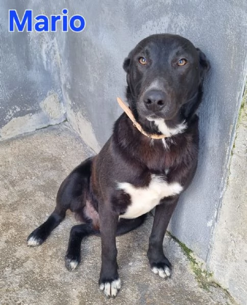 Mario - simil labrador, dolce e coccolone!